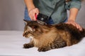 Tabby cat lying and enjoying being cleaned and combed. Combing the furry grey striped cat. The concept of pet care Royalty Free Stock Photo