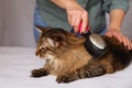 Tabby cat lying and enjoying being cleaned and combed. Combing the furry grey striped cat. The concept of pet care Royalty Free Stock Photo