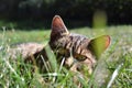 Tabby cat lying on the grass, looking into the camera Royalty Free Stock Photo