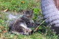 Tabby cat lying on green grass. A lazy white cat is lying on the green grass. Cat In The Grass. Royalty Free Stock Photo