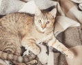 Tabby cat lying on plaid, top view.