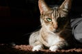 Tabby cat lying in sphinx pose and looking directly at camera