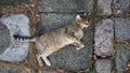 Tabby cat lying on stone flooring