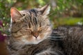 Tabby cat lying on a summer balcony