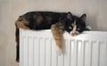 Tabby cat lying on top of a radiator looking up