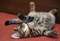 Tabby cat lying upside down