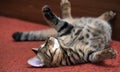 Tabby cat lying upside down