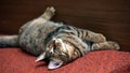 Tabby cat lying upside down