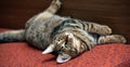 Tabby cat lying upside down Royalty Free Stock Photo