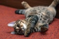 Tabby cat lying upside down Royalty Free Stock Photo