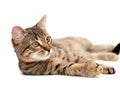 Tabby cat lying on white Royalty Free Stock Photo