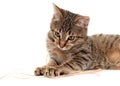 Tabby cat lying on white Royalty Free Stock Photo