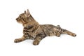 Tabby Cat Lying on White Looking Side Royalty Free Stock Photo