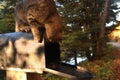 Tabby Cat on a Mailbox Royalty Free Stock Photo