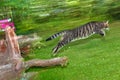 Tabby cat makes a big leap in the garden