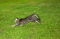 Tabby cat makes a big leap in the garden Royalty Free Stock Photo