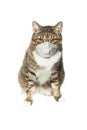 Tabby cat in medical face mask on white background