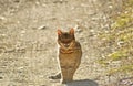 a tabby cat meowing so sweetly Royalty Free Stock Photo