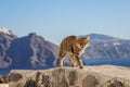 A tabby cat meows. Santorini. Greece