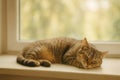 Cat Relaxes Peacefully on a Windowsill During a Sunny Afternoon in a Cozy Home Setting Royalty Free Stock Photo