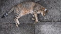 Tabby cat purr and nap while laying on grunge stone pavement