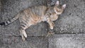 Tabby cat purr and nap while laying on grunge stone pavement