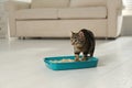 Tabby cat near litter box Royalty Free Stock Photo