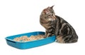 Tabby cat near litter box on background Royalty Free Stock Photo