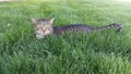 Tabby Cat Nestled in Grass