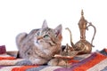tabby cat with oriental carpet and brass lamp and teapot