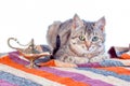 tabby cat with oriental carpet and brass lamp