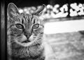 A tabby cat on the other side of the door Royalty Free Stock Photo