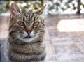 A tabby cat on the other side of the door Royalty Free Stock Photo