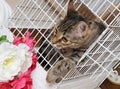 Tabby cat out of the bird cage. Flowers in front of cat Royalty Free Stock Photo