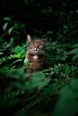 tabby cat outdoors amid green plants and lush foliage Royalty Free Stock Photo