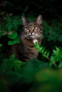 tabby cat outdoors amid green plants and lush foliage Royalty Free Stock Photo