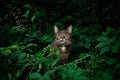 tabby cat outdoors amid green plants and lush foliage Royalty Free Stock Photo