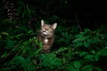 tabby cat outdoors amid green plants and lush foliage Royalty Free Stock Photo