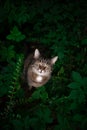 tabby cat outdoors amid green plants and lush foliage Royalty Free Stock Photo