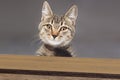 Tabby cat peeking and looking down Royalty Free Stock Photo