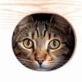 a tabby cat peeking out from a hole in a wooden wall Royalty Free Stock Photo