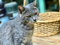 A tabby cat with a pensive head tilt Royalty Free Stock Photo