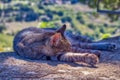 Tabby cat perched atop a large gray rock near a riverbank Royalty Free Stock Photo