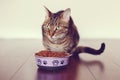 Tabby cat pet with green yellow eyes sitting on floor eating dry food