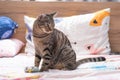 Tabby cat playing on human bed Royalty Free Stock Photo
