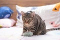 Tabby cat playing on human bed Royalty Free Stock Photo