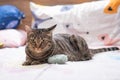 Tabby cat playing on human bed Royalty Free Stock Photo