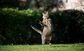 Tabby cat playing jumping outdoors