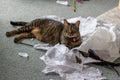 Tabby cat playing in a pile of torn tissue paper
