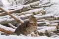 Tabby cat playing with a wooden stick branch in the winter scenery Royalty Free Stock Photo